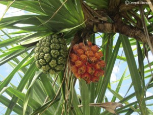 Best-Bali-Tour